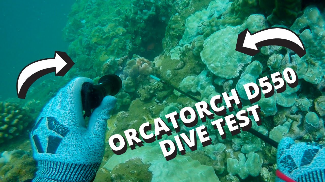 Daytime Spearfishing With My New Dive Light(OrcaTorch D550)