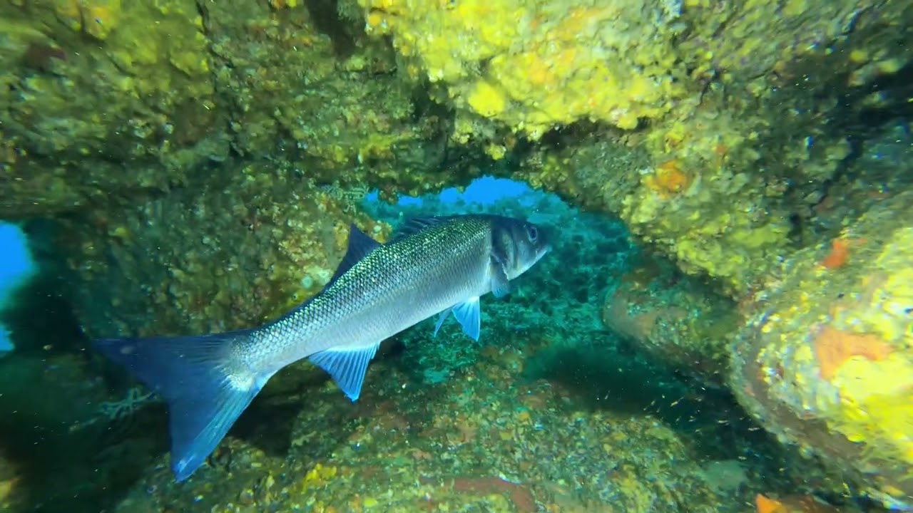 Porto Covo com a Ecoalga - Ameia Sul