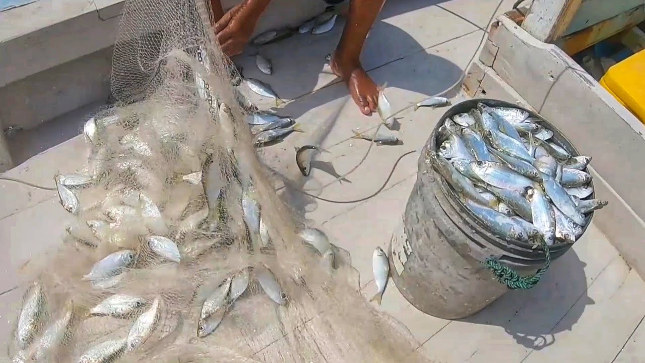 JALA IKAN || Sekali tebar Hasilnya sangat memuaskan @anglerjuru2416 