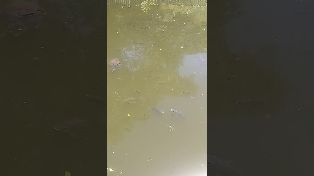 Muitas tilapias