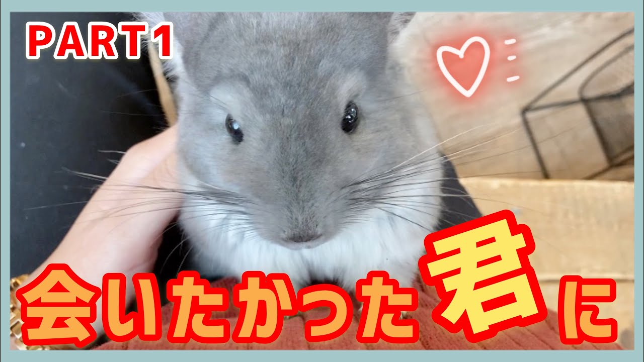 【会いたい】感動の再会を求めて会いに行ってみたら幸せすぎた【前編】