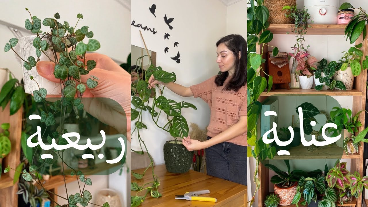 العناية بنباتاتي بالربيع💐: تغيير التربة والحوض+ تقليم وإكثار المونستيرا+ نقل نباتاتي من المي للتربة