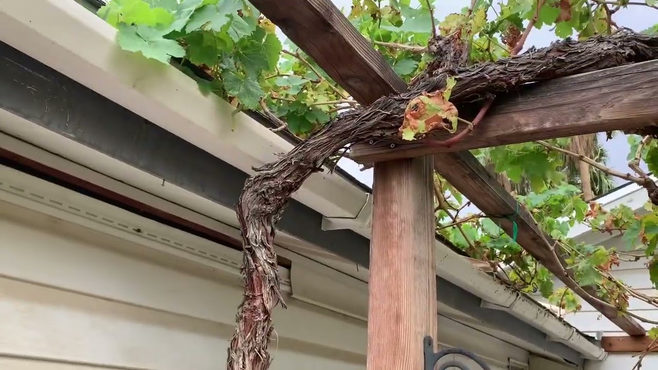 How to Grow and Develop grape vine on Arbor