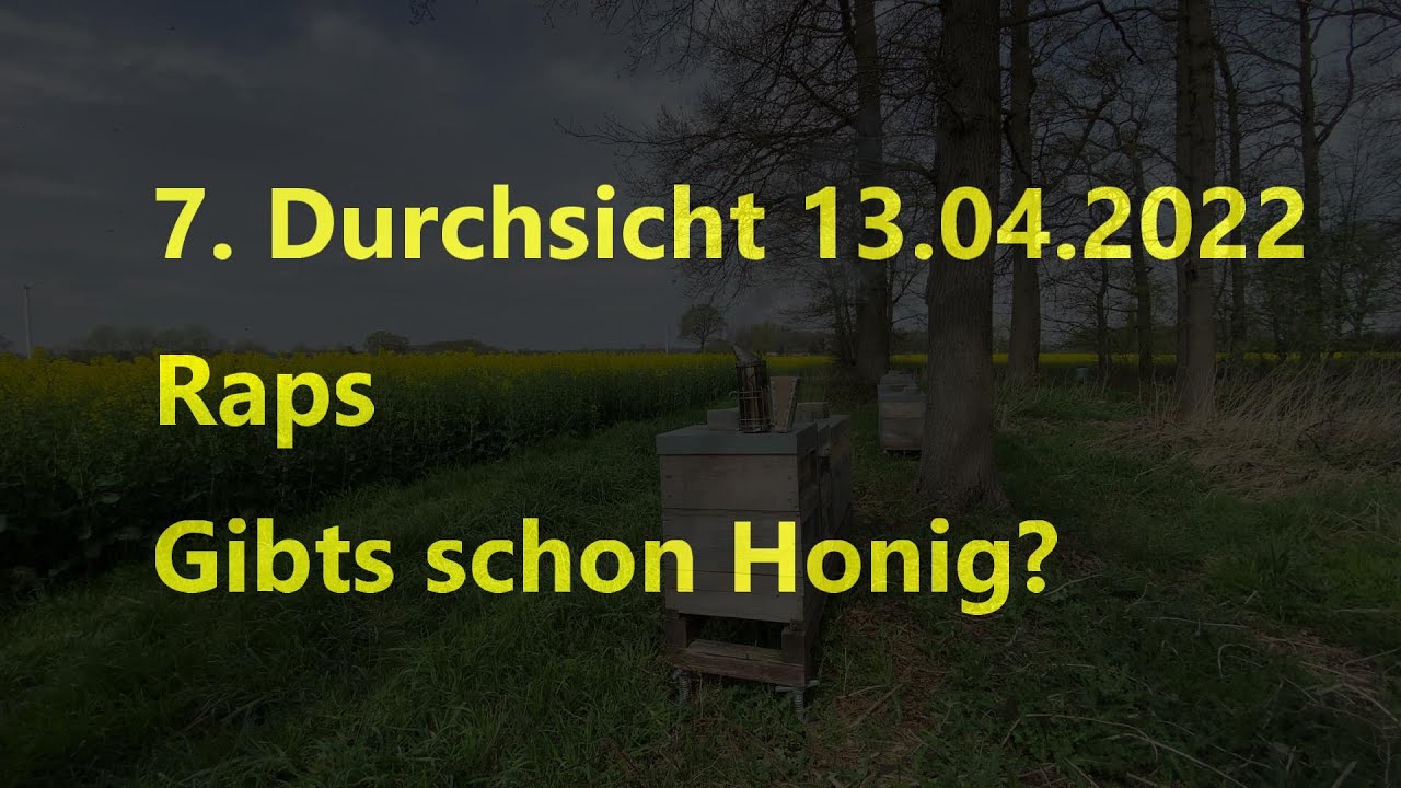 7. Durchsicht 13.04.2022 Raps. Gibts schon Honig?? 4K