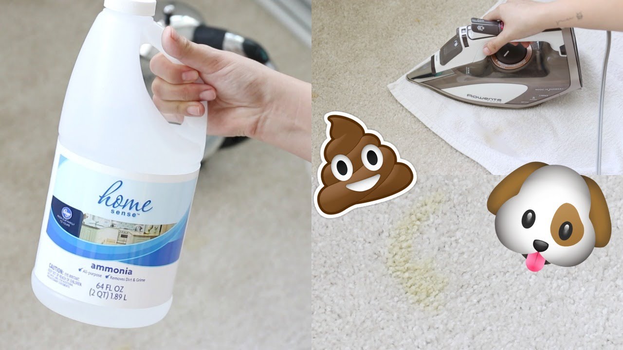 HOW TO REMOVE CARPET STAINS (PET STAINS)