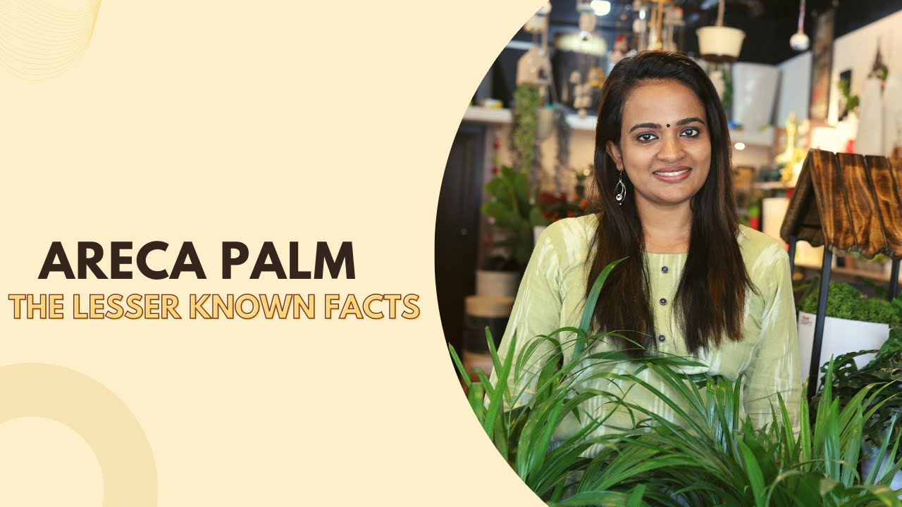 Areca Palm Malayalam | A-Z Information | Best Indoor Plants | Home Decor | Care and Tips