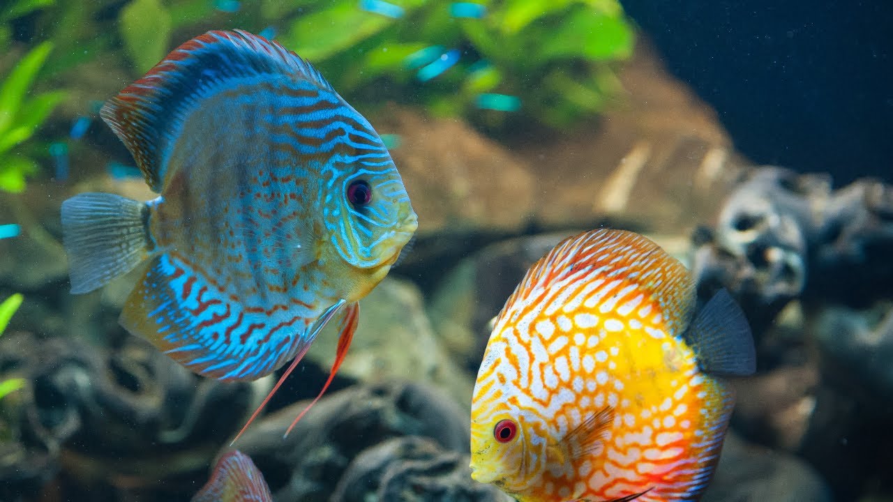 Jenis Ikan Discus dan Harga