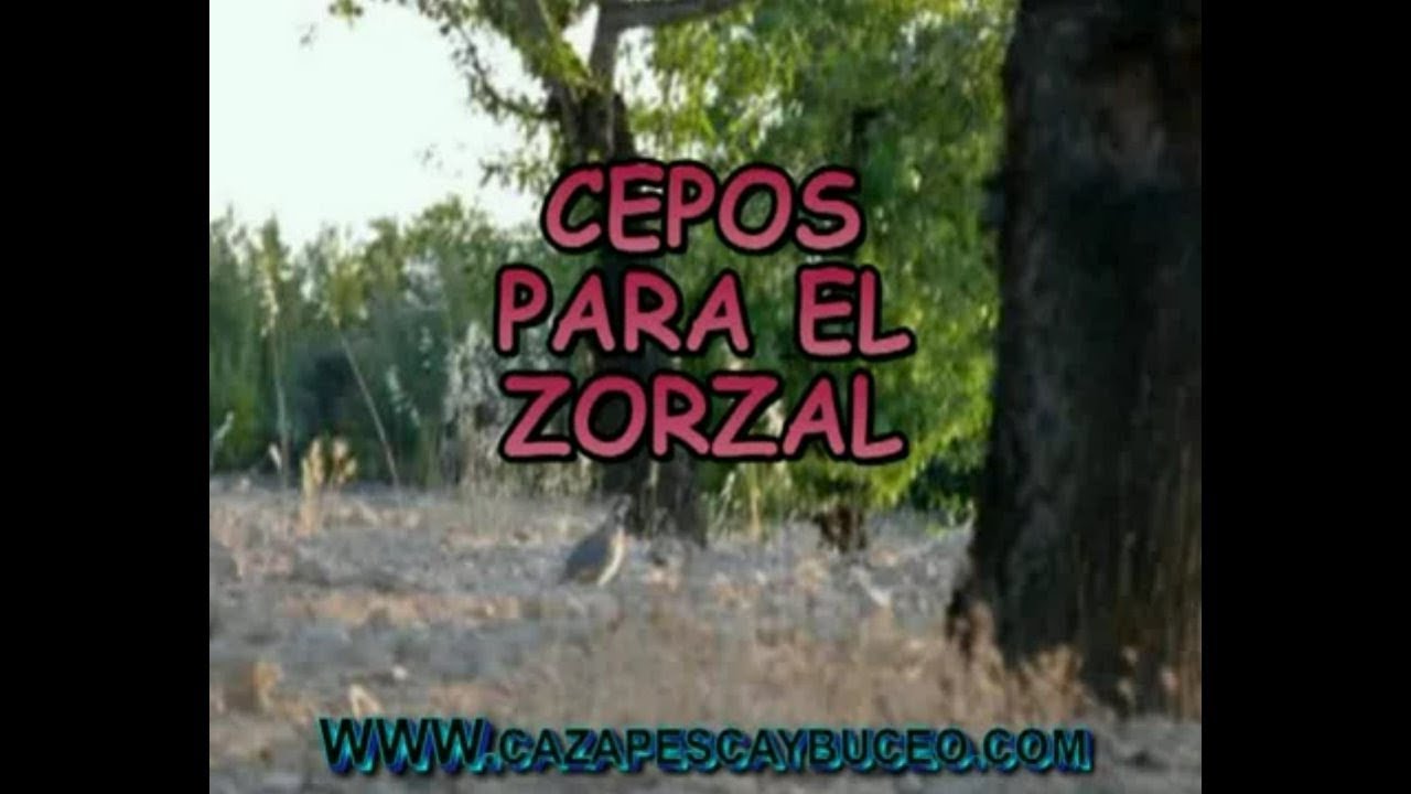 Cepos para la tordella o zorzal