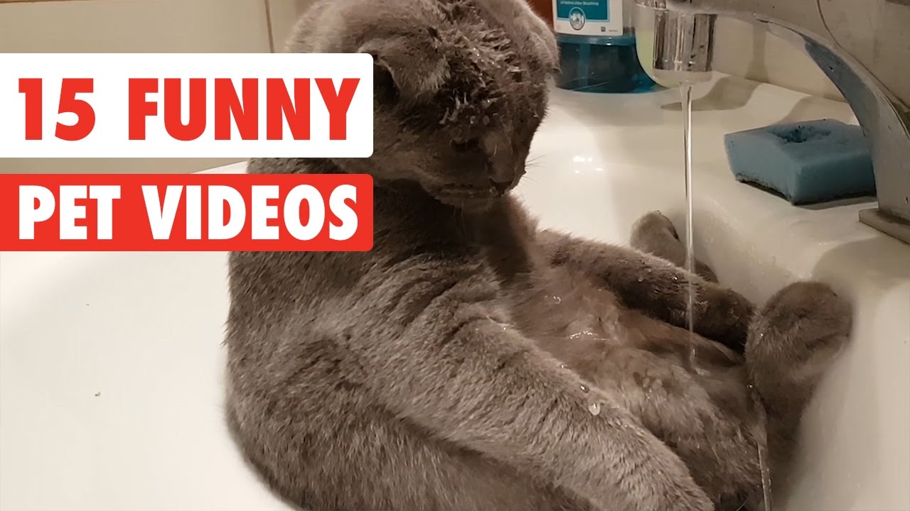 15 Funny Pet Videos Compilation 2016