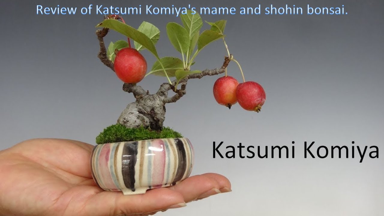 Mame e Shohin bonsai by Katsumi Komiya ((old video re-edited to replace audio track))