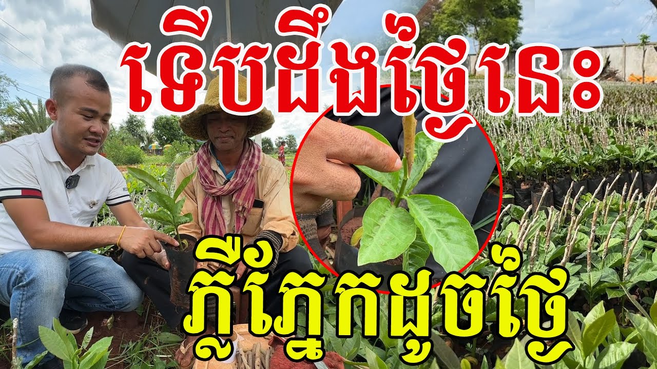 ទើបដឹងថ្ងៃនេះ ការពិតដើមស្វាយចន្ទីគេធ្វើចឹងសោះ ដាំបានផលល្អណាស់