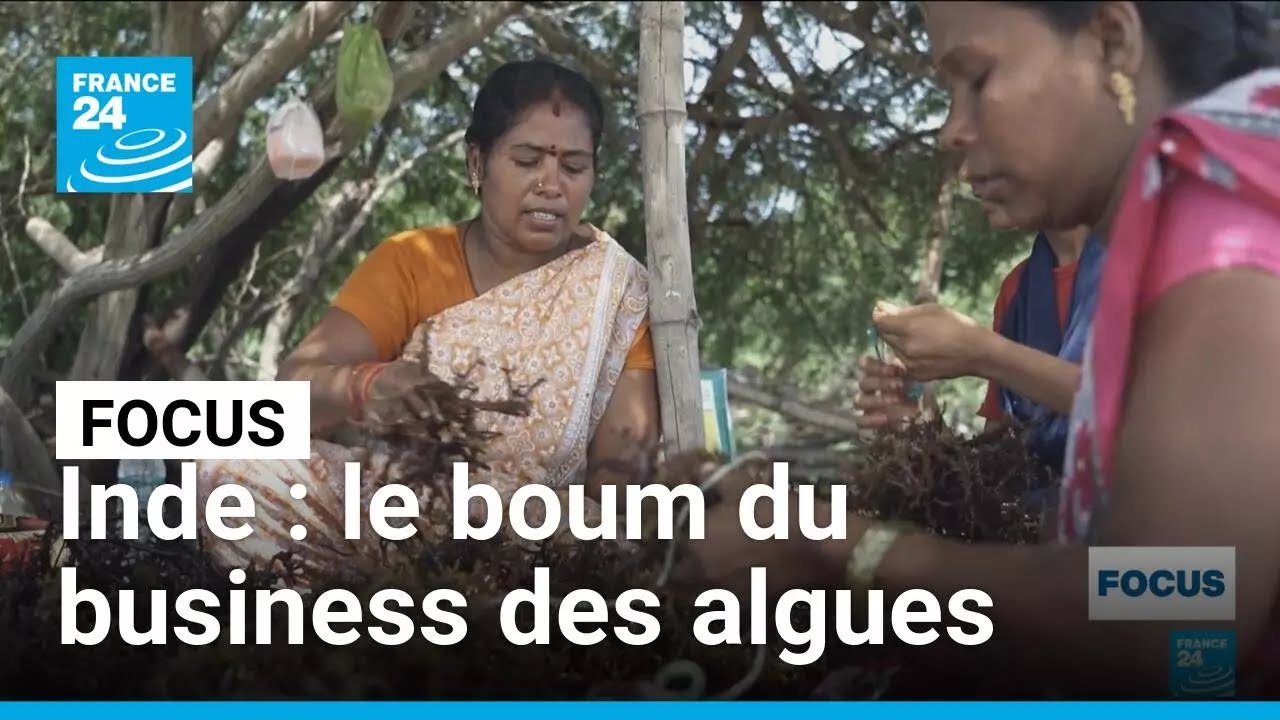 Le boum du business des algues dans l'