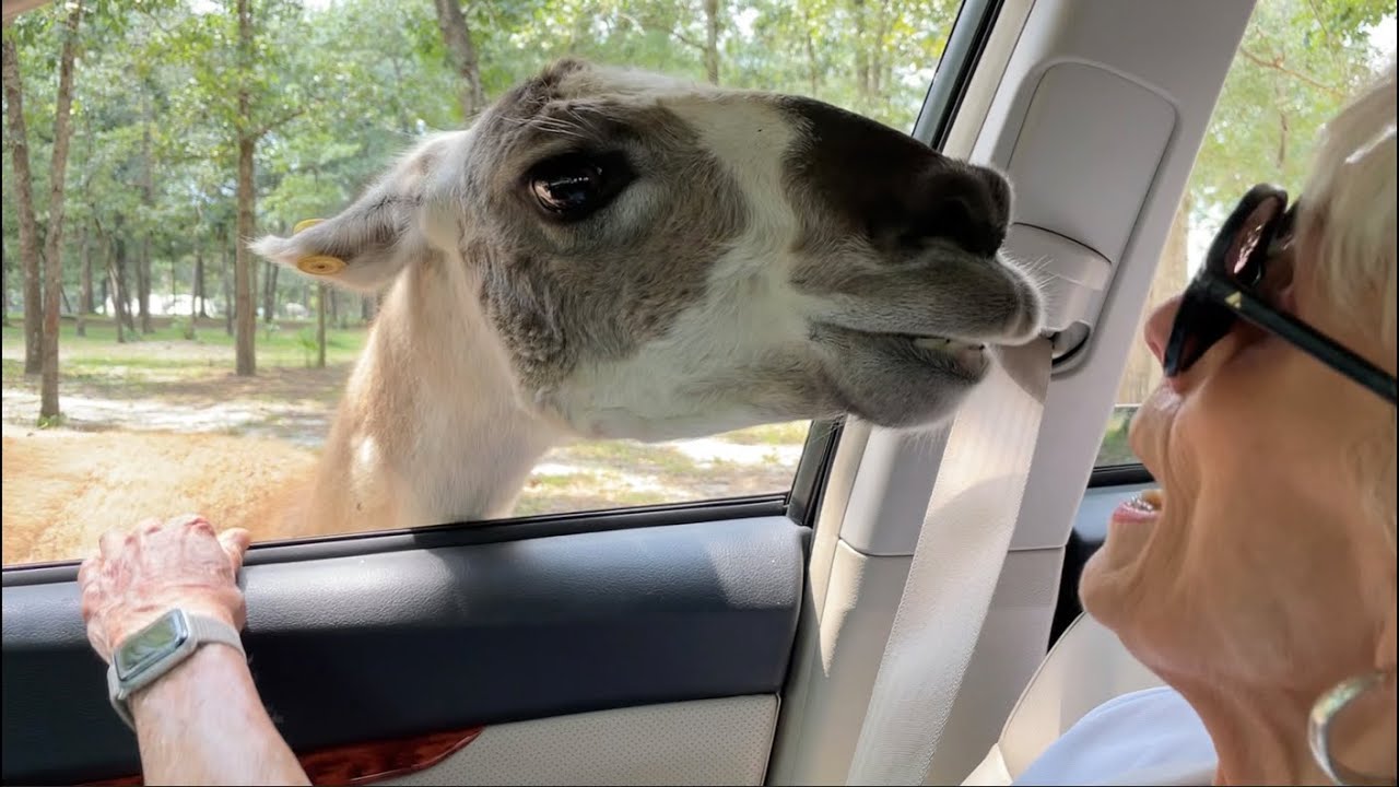 Plująca lama