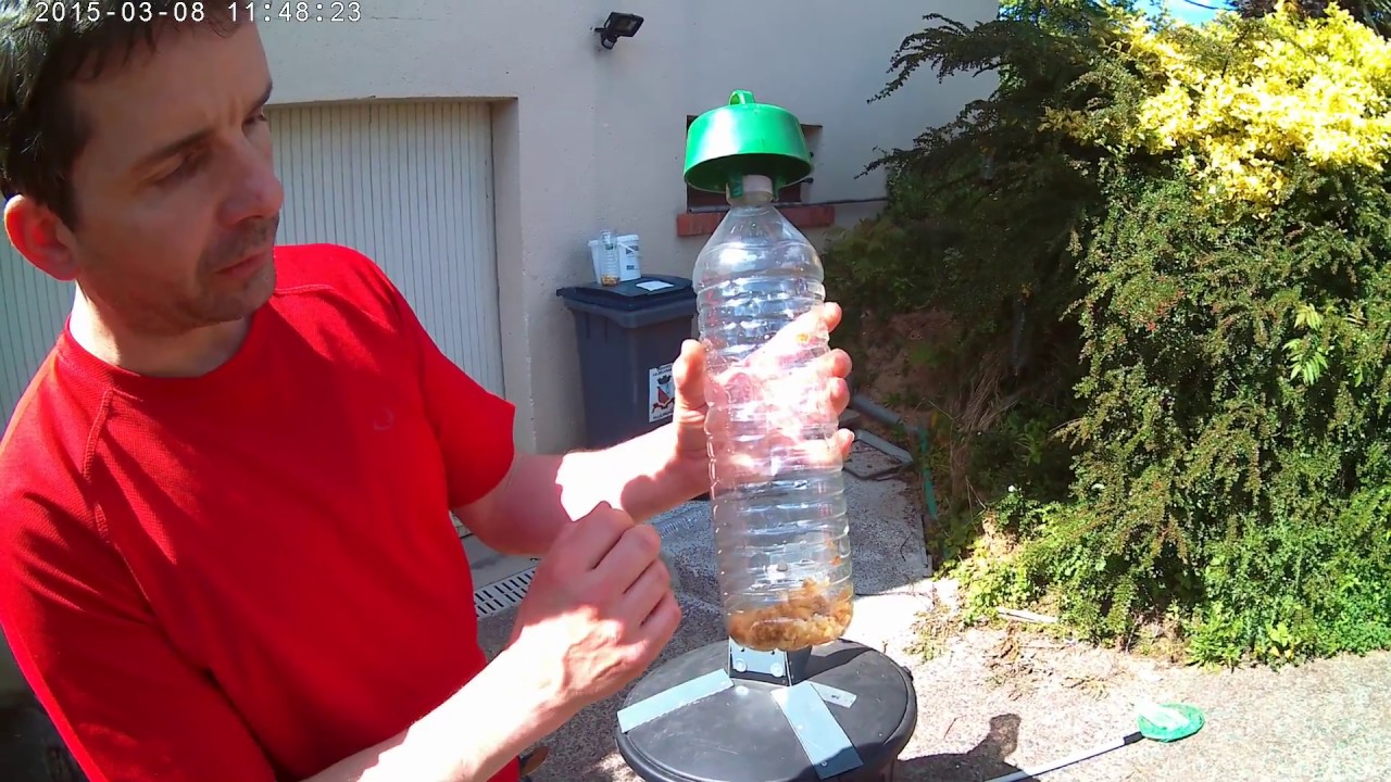 frelon asiatique, comment phéromoner des bouteilles pièges