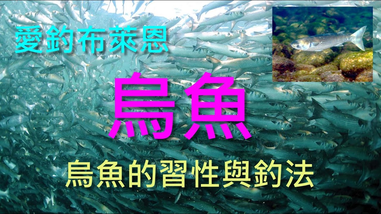 (2) 烏魚的習性與釣法 【知魚不龜系列】