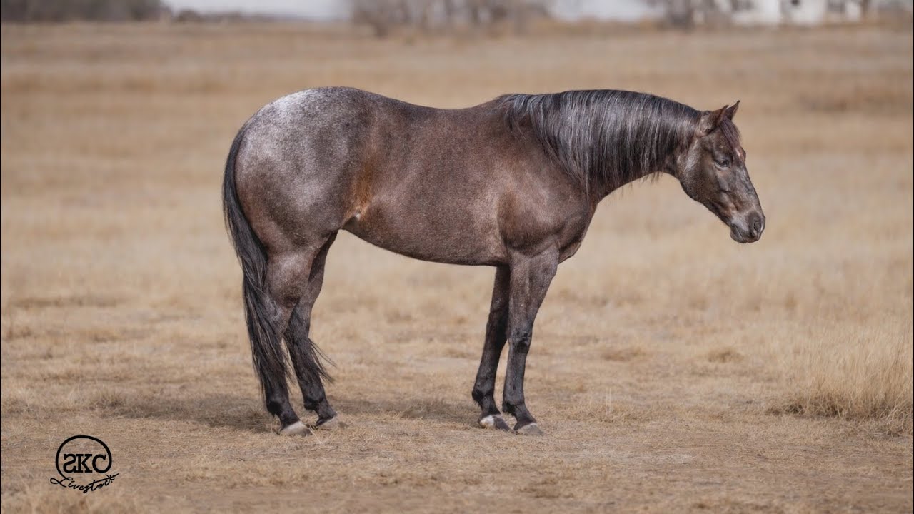 Annie cute cute cute blue roan mare selling on @horsebid