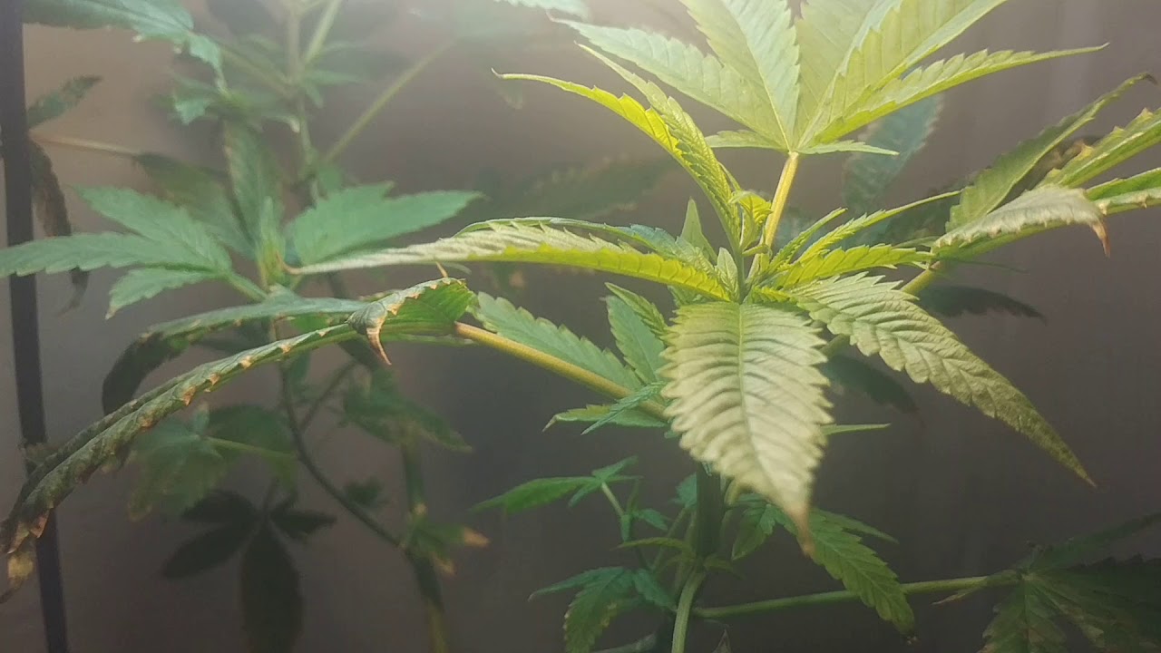 CFL Hashplant Closet grow