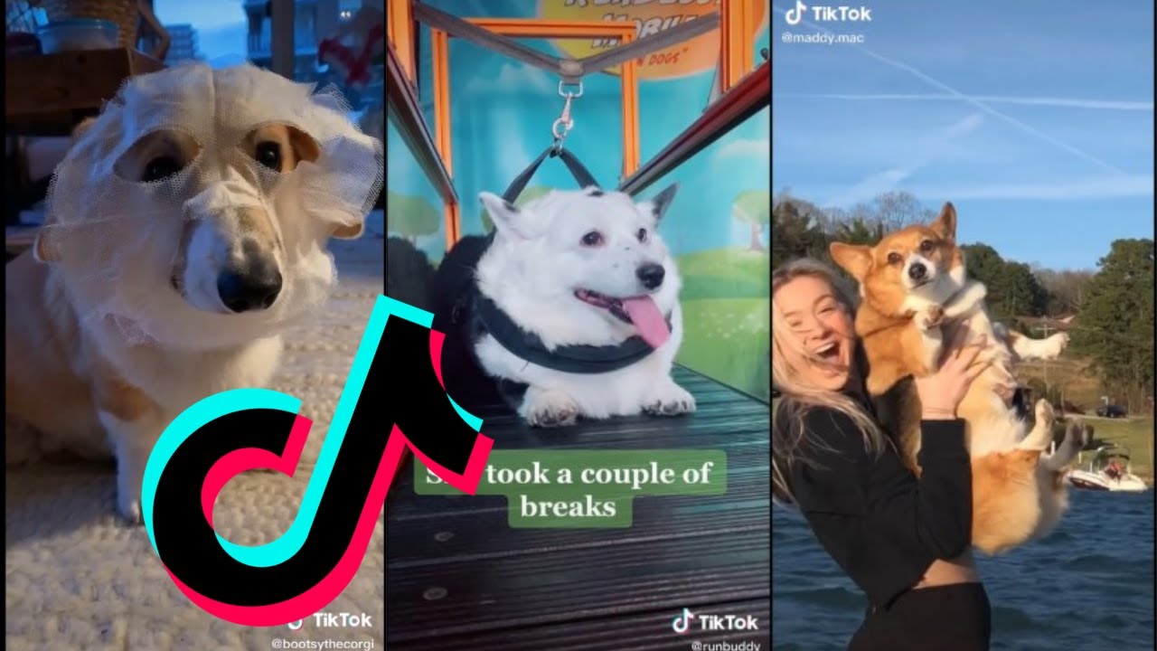 Cutest Corgi TikTok Compilation #1 | Dogs Of TikTok