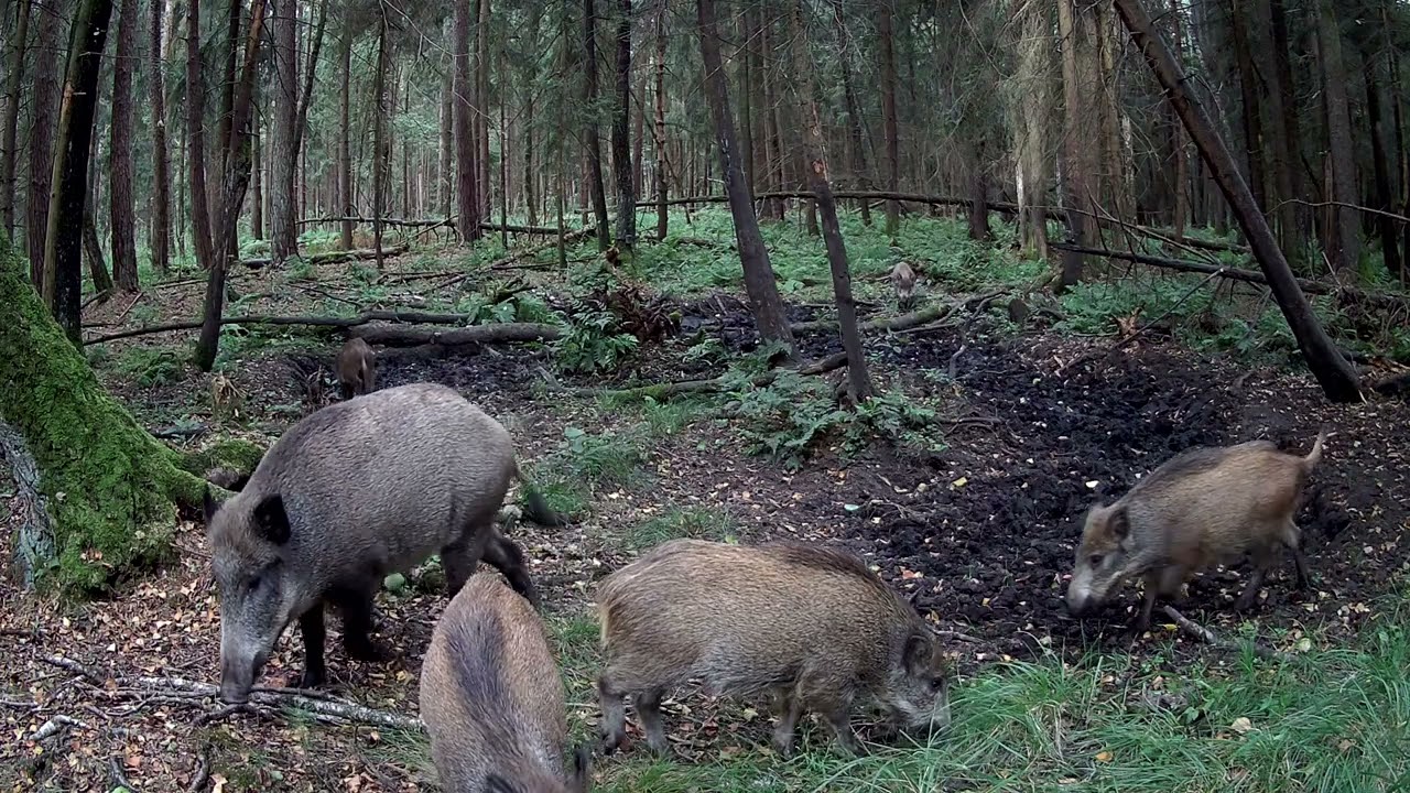 Dziki