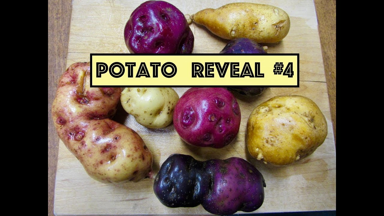 TPS Potato Reveal #4 Diploids -Chaucha Amarilla Larga, Criolla Rosada, and Round Burgundy