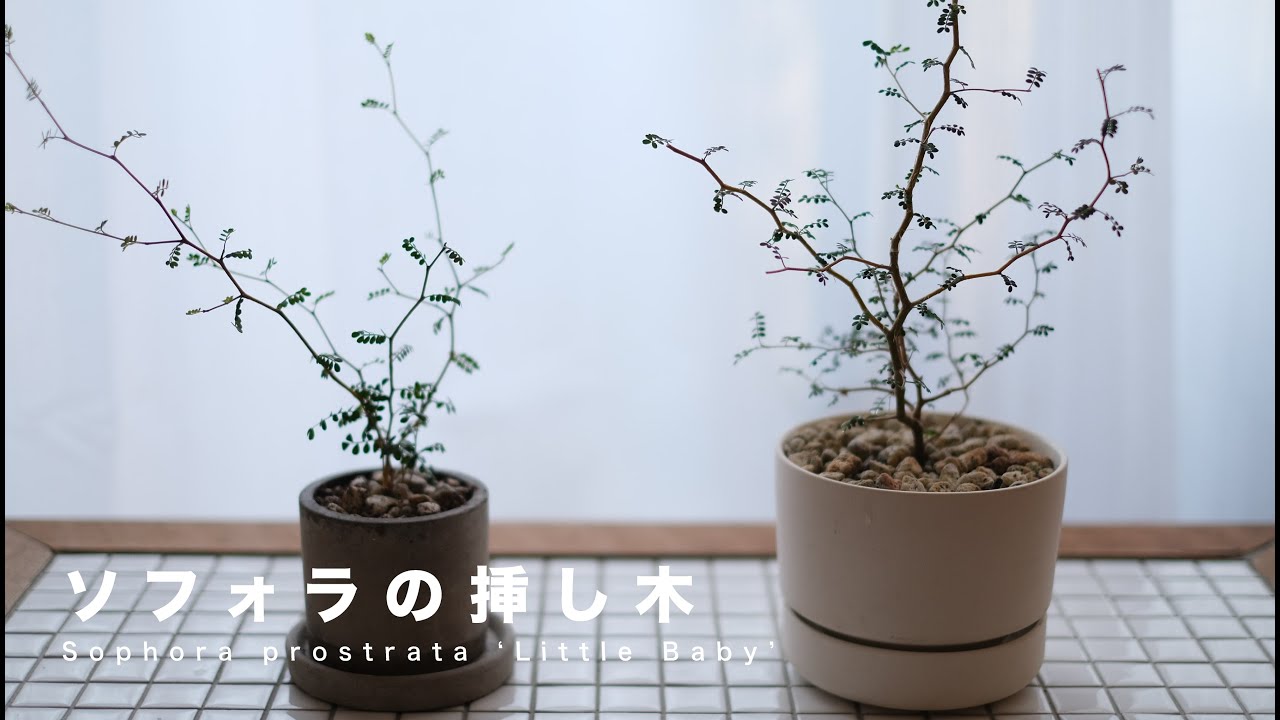 【挿し木で増殖できる？】植物/植え替え/鉢/インテリア/雑貨/ソフォラ リトルベイビー/古色と暮らし#暮らしvlog#植物#ソフォラ #鉢#挿し木#植え替え#緑のある暮らし#インテリア
