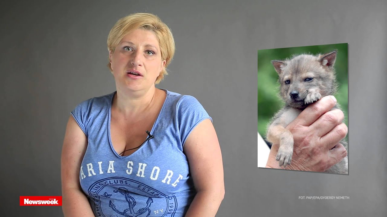 Co robi w Polsce szakal złocisty?