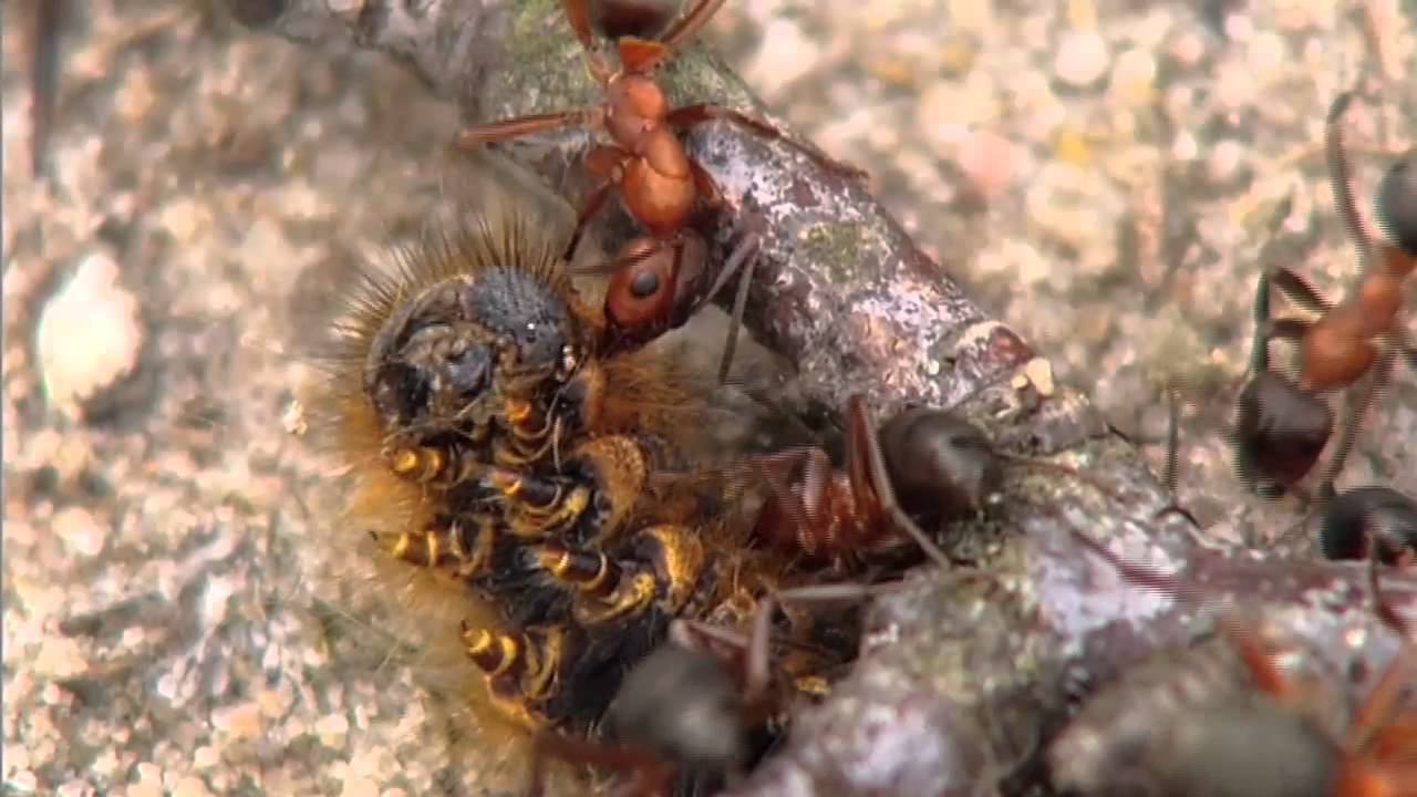 De prachtige wereld van de insecten