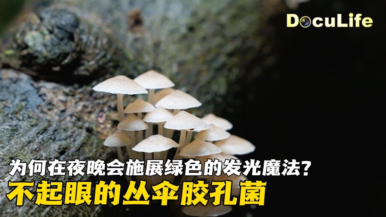 不起眼的丛伞胶孔菌，为何在夜晚会施展绿色的发光魔法？​《我们的国家公园&middot;第三季》EP2【DocuLife-SMG真实传媒】