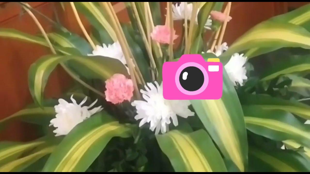 India Habitat center Delhi || beautiful plant at the reception gate quick tips by manse