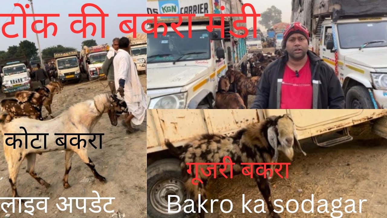Tonk bakra mandi #tonkbakra #goat #trending full update 20 ,11, 2024