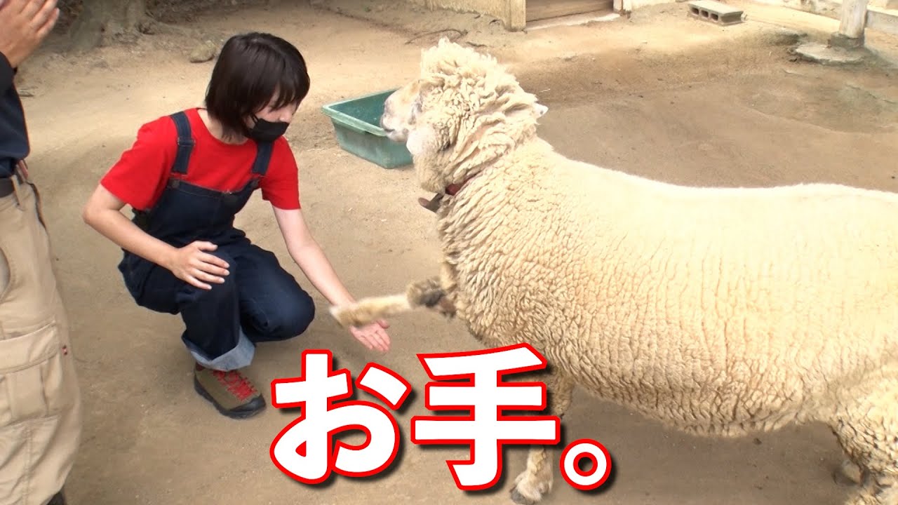 Aマッソに動物園をちょい足ししたら色々オフすぎた。ゆきりんゴメン。