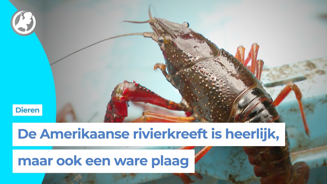Waar zit de Amerikaanse rivierkreeft en hoe stoppen we hem?