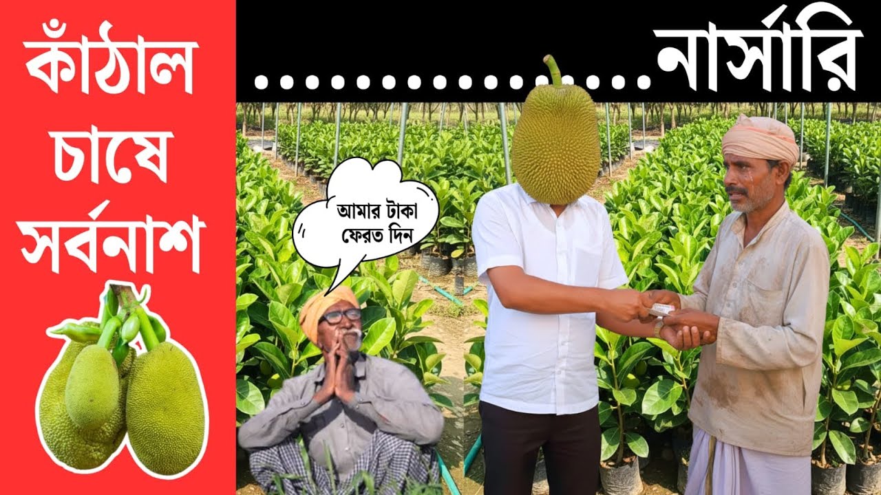 কাঁঠাল চাষে সর্বনাশ !! নামকরা ........ নার্সারি প্রতারণা করছে কৃষকের সঙ্গে Jackfruit farming. 