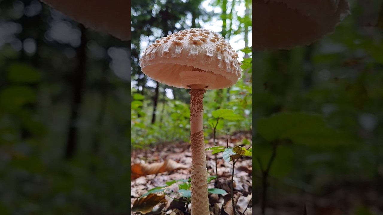Parasol mushroom (Macrolepiota procera) #fungi #mushroom #funghi #грибы #гриб #grzyby #pilze
