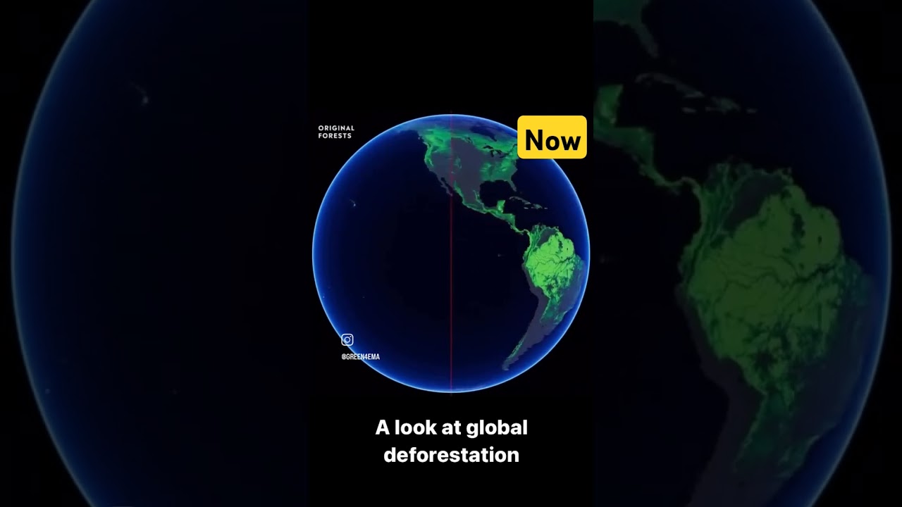 Forest world wide #tnforest #deforestation #saveforest #lungsofearth #wildanimals #forestry #forests