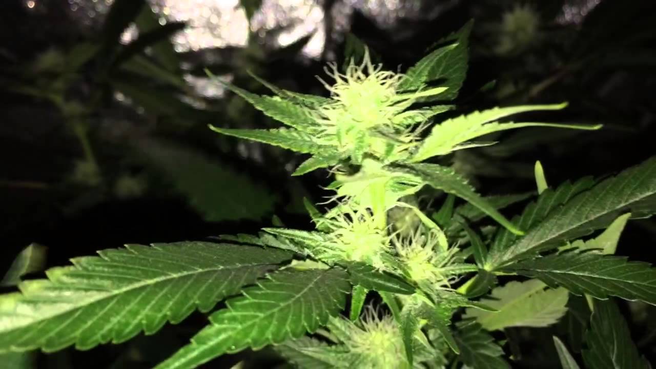 150 watt HPS : 3 weeks of flower
