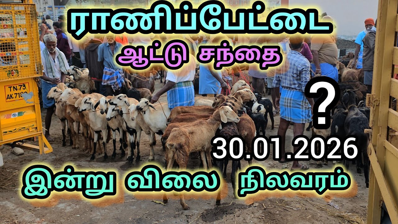 ராணிப்பேட்டை ஆட்டு சந்தை இன்று 30.01.2026 விலை நிலவரம் #ranipettaisanthai 