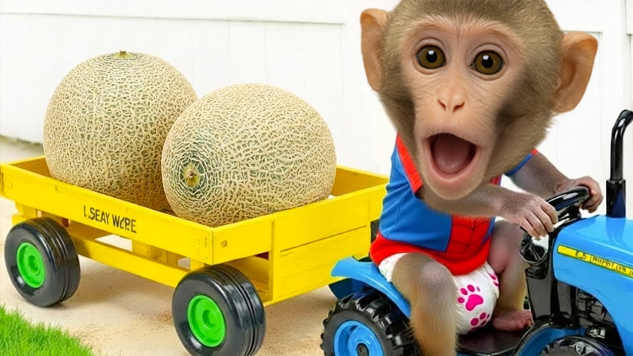 🐵🍈 El Monito Bim Cosecha Melones para Salvar a su Amiga Conejita Blanca