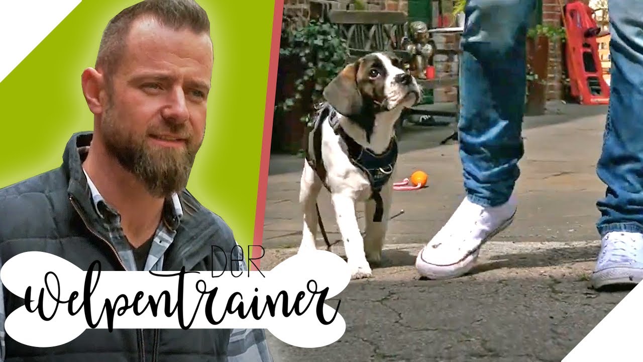 Mein Hund bleibt im Kommando 