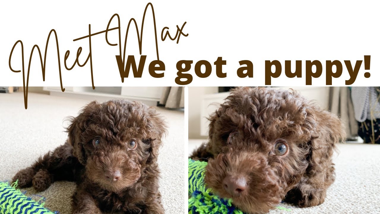 WE GOT A PUPPY! 🎉 BRINGING HOME OUR NEW PUPPY 🐾