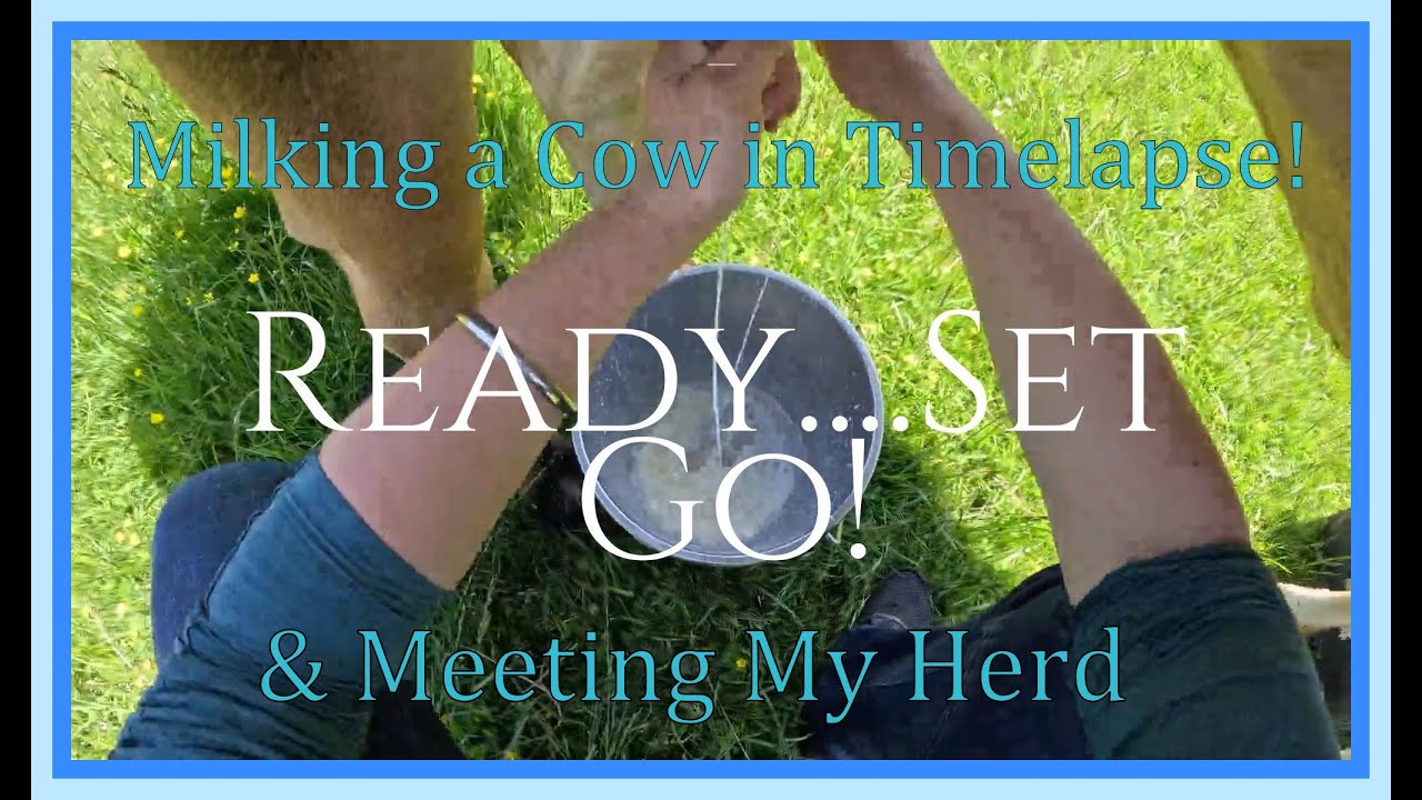 Milking a Cow in time-lapse & Meeting my herd