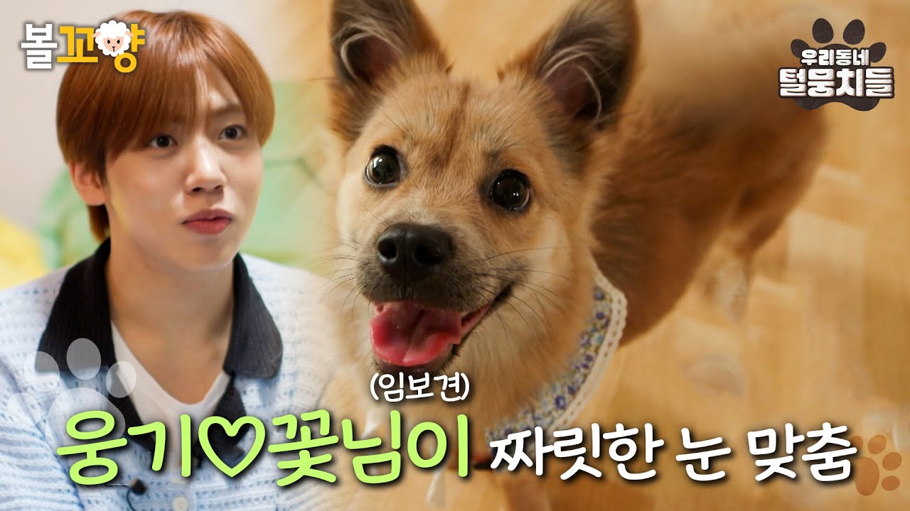 [#우리동네털뭉치들] 웅기❤꽃님이 짜릿한 눈 맞춤👀✨ #엠뚜루마뚜루 #볼꼬양 MBC240723방송