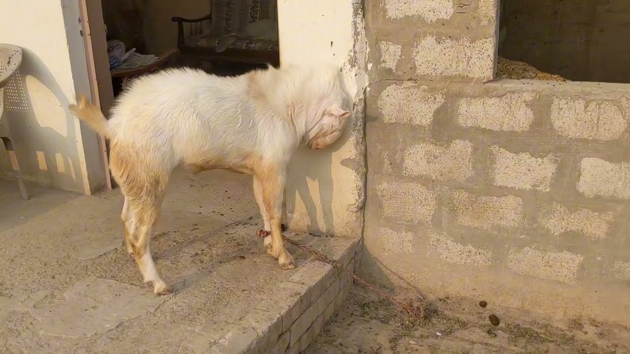 Livestock farming Cow breeding farm in Pakistan  barbari goat farming Farm life in Pakistan