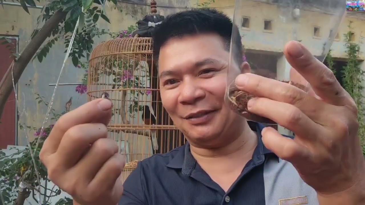 Cách lên lửa cho chim chòe lửa.. tư vấn Zalo 098 240 3920