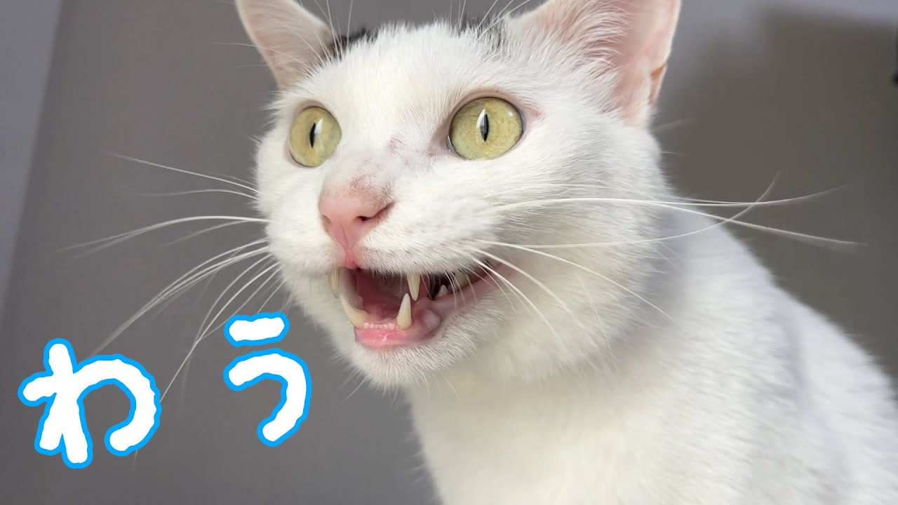 鳥がいなくてもクラッキングしてしまう猫チロさん