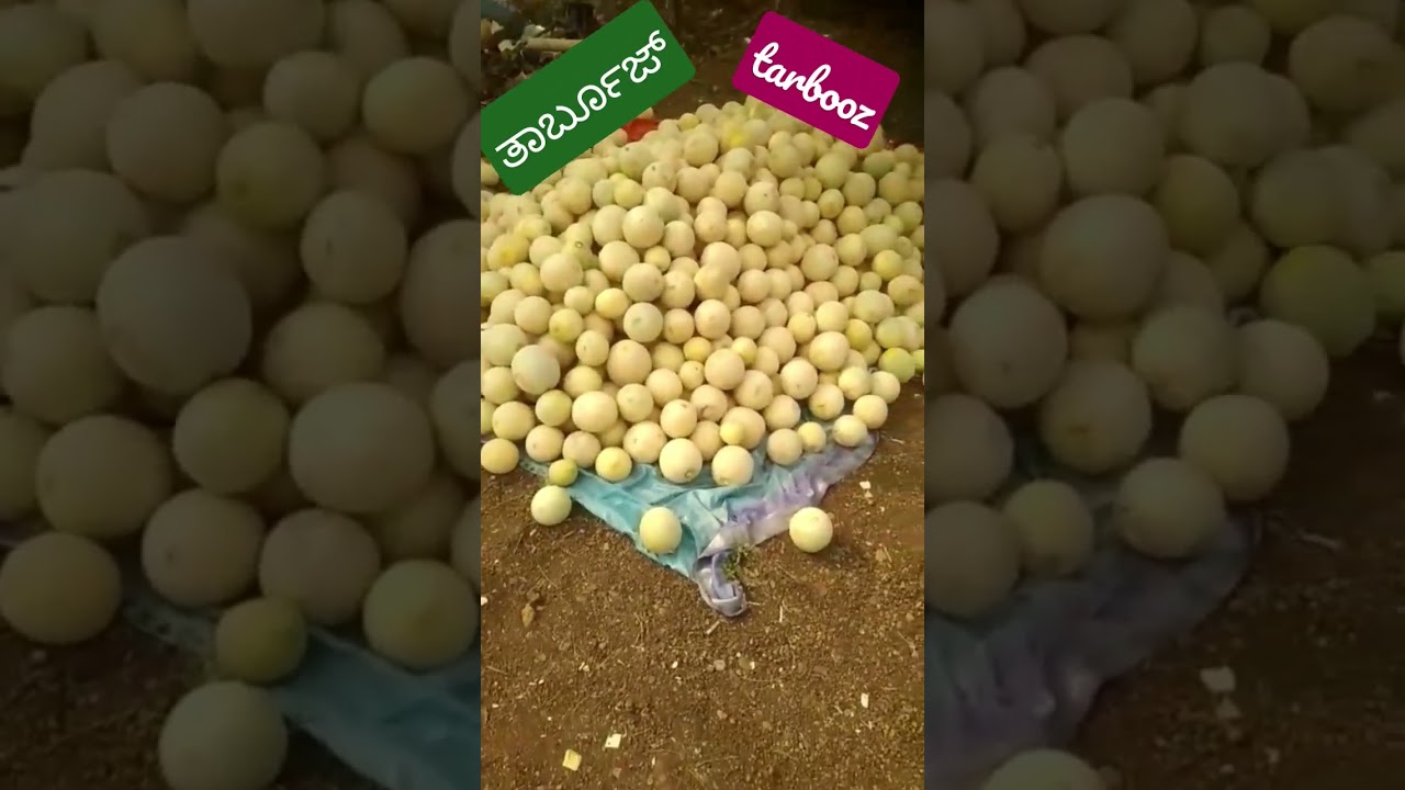 tarbooz #youtube #crop #nature #viral #shortvideo#shorts #village