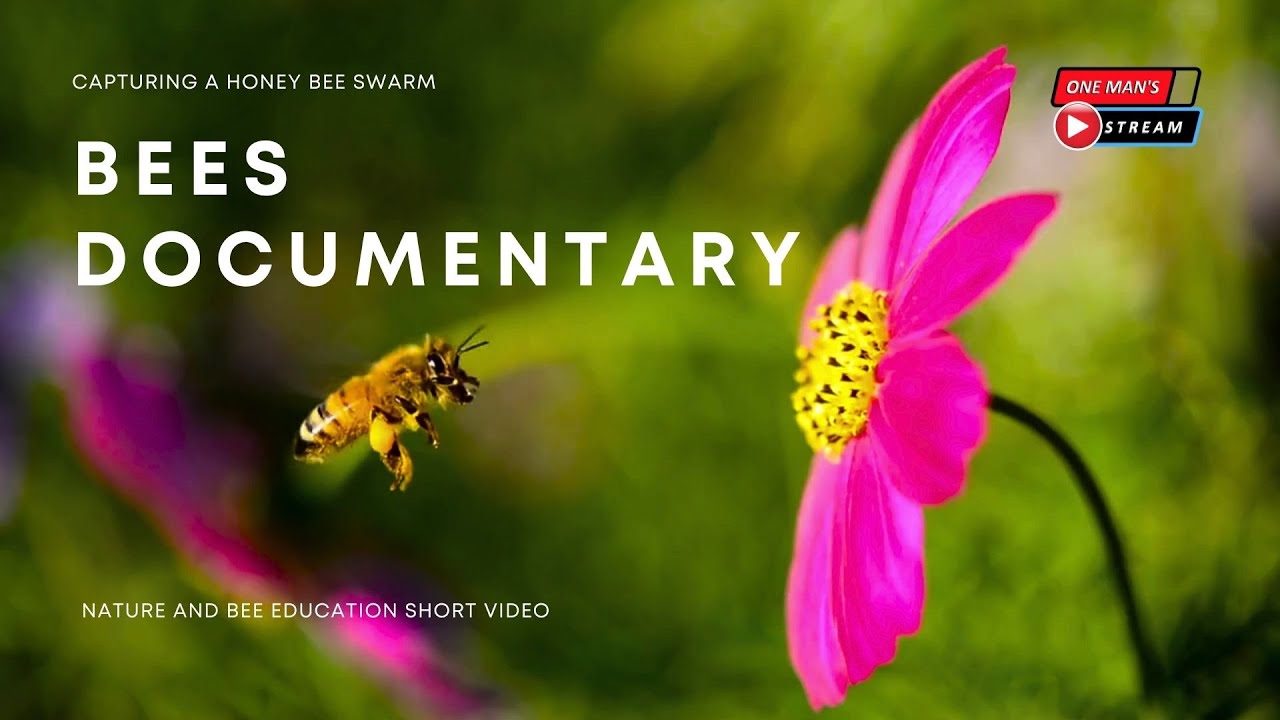 Capturing A Honey Bee Swarm: A short educational video of Apis Mellifera commonly called (Honey Bee)