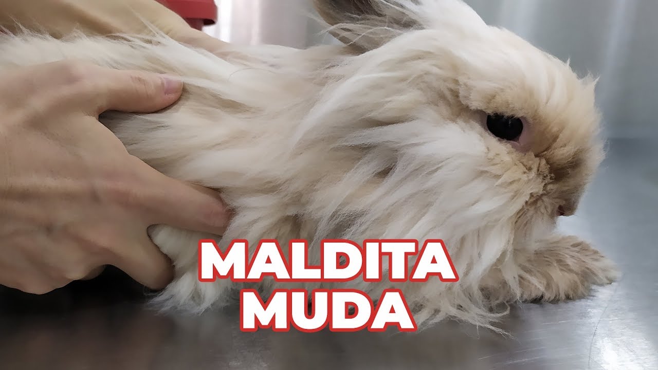 MALDITA MUDA De Pelos En Conejos 😡 - Mico ingresado 🤒