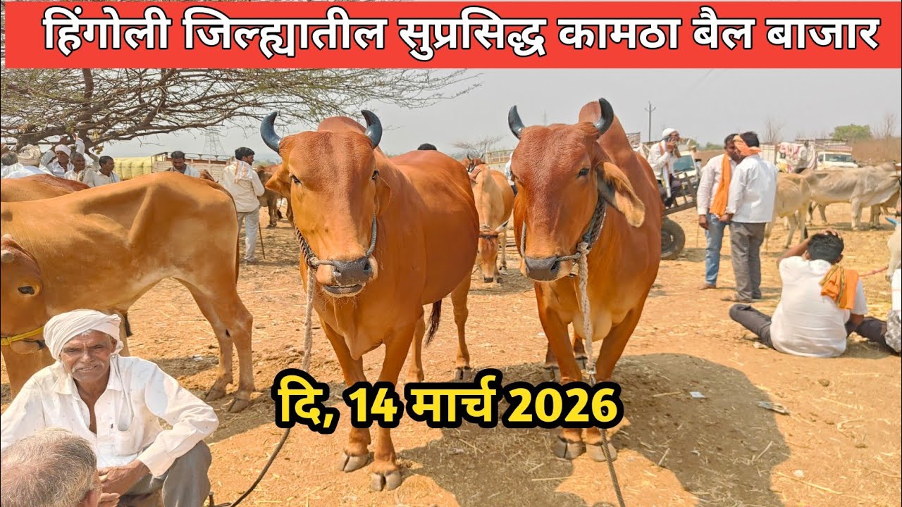 कामठा बैल बाजार | KAMATHA BAIL BAZAR | OX MARKET| दि : 14/03/2026 | वार शनिवार😍 bail bazar ki video 
