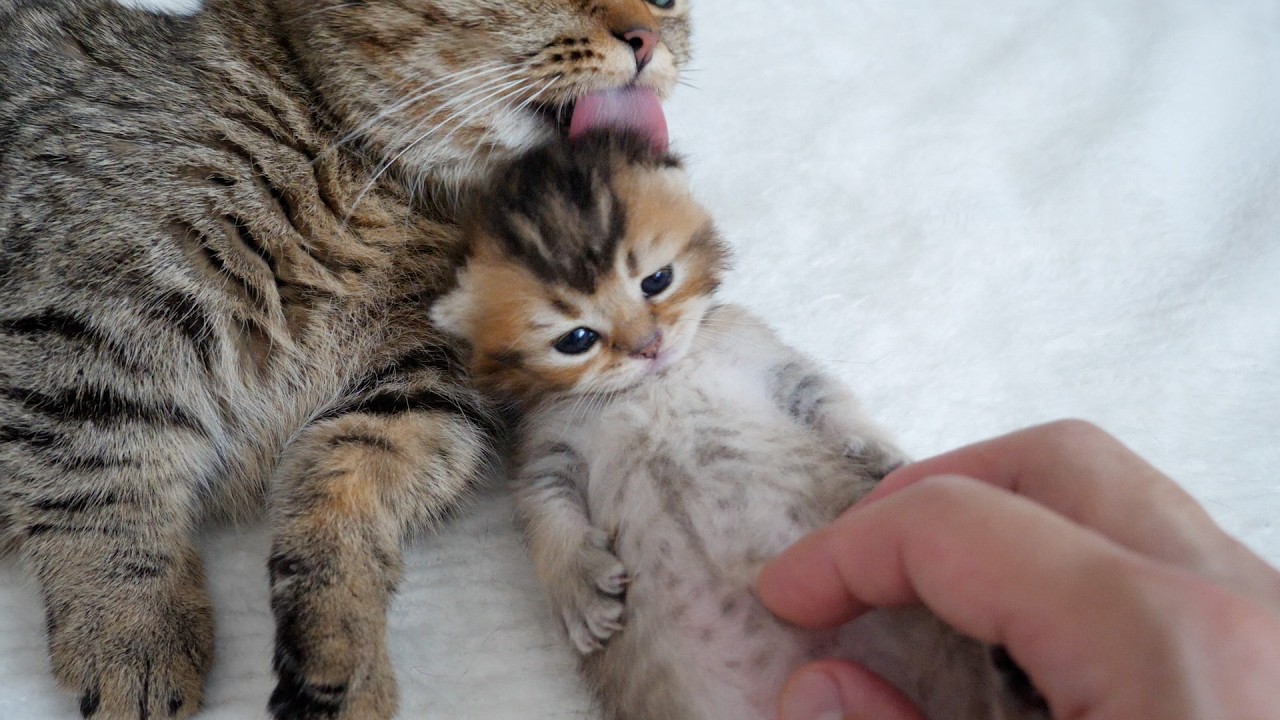 Screaming kitten licked by mother cat and tickled by owner